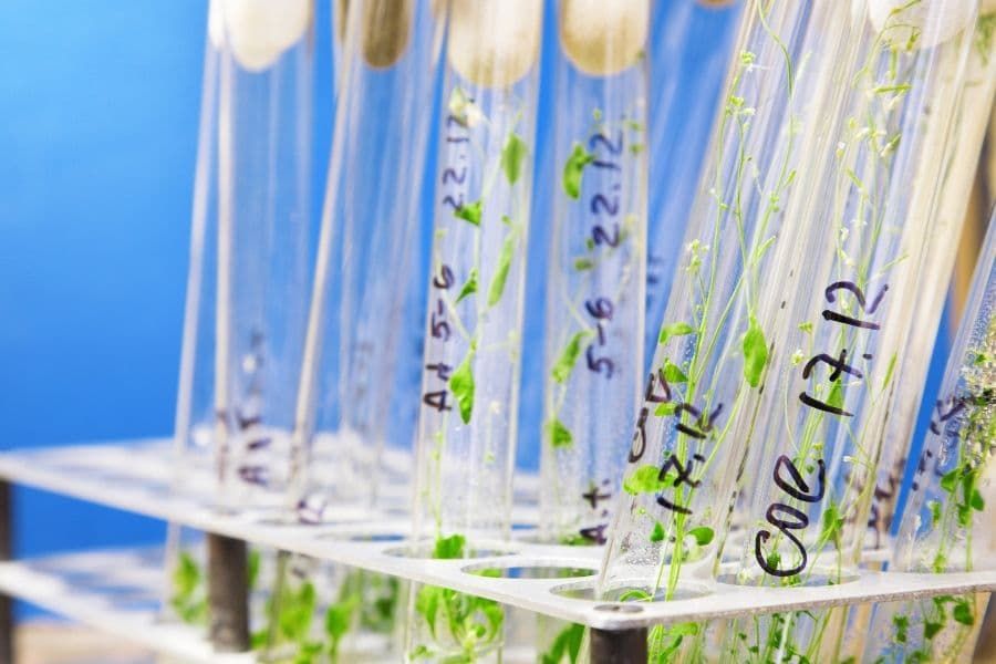 Salicylic acid-independent responses in PI4K mutants