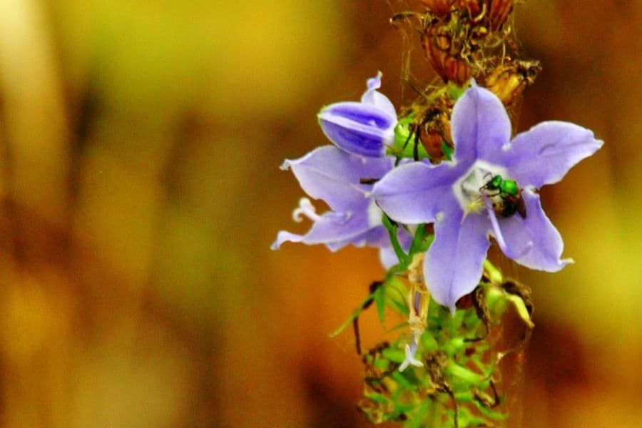 Campanula americana