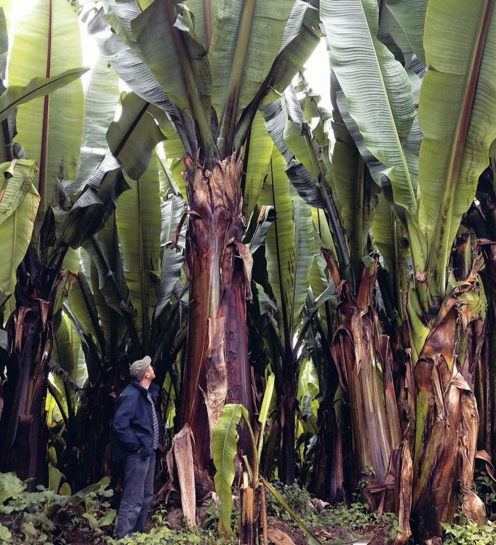 Tall enset plants or else it's a tiny tiny man