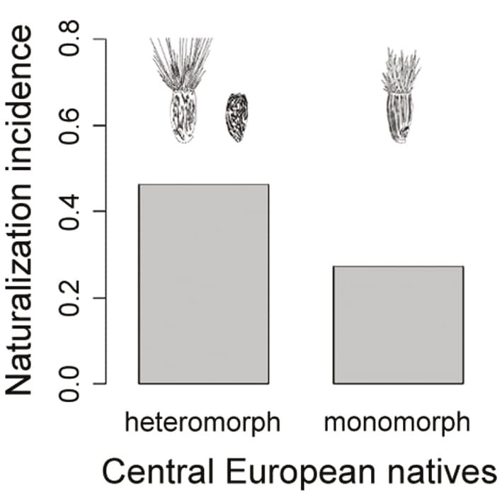 Graph of heteromorph and monomorph naturalization