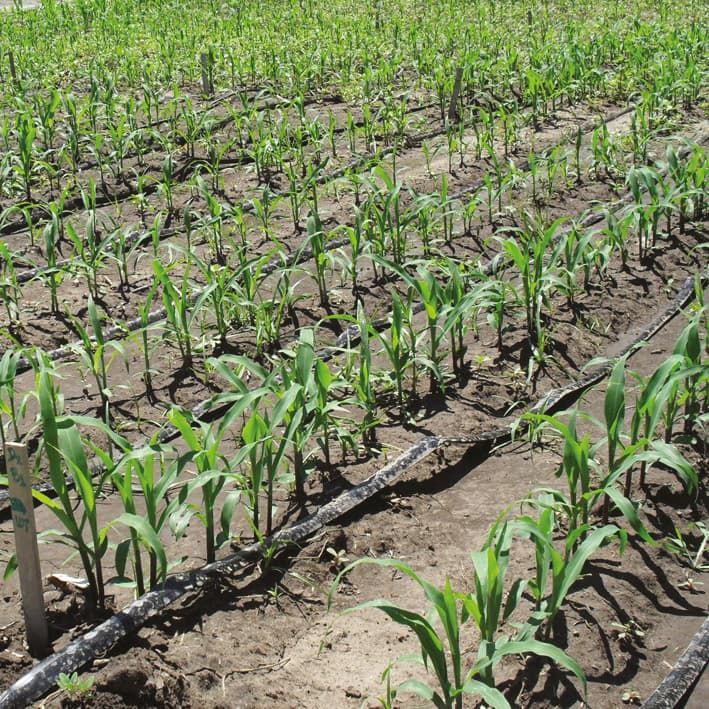 Zea mays