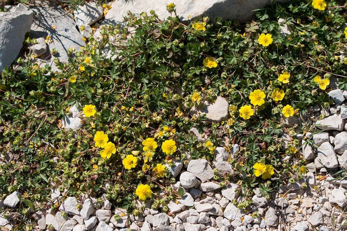 Une plante Potentilla verna dans le champ.