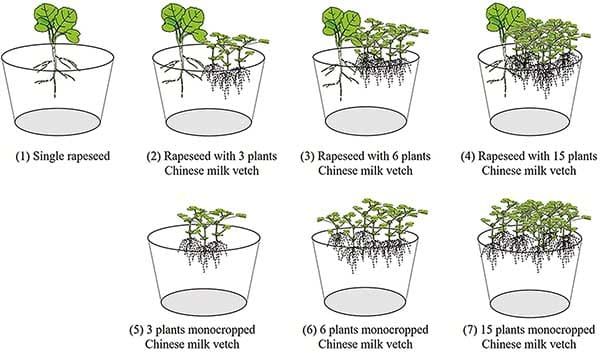 L'augmentation de la densité de plantation de l'astragale de Chine affaiblit l'avantage de l'absorption du phosphore par le colza dans un système de culture mixte