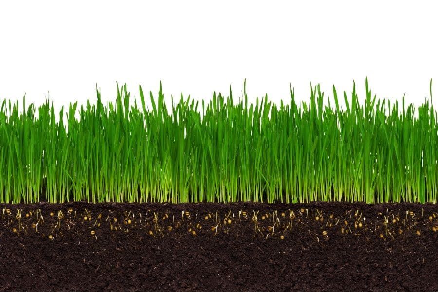 roots in soil