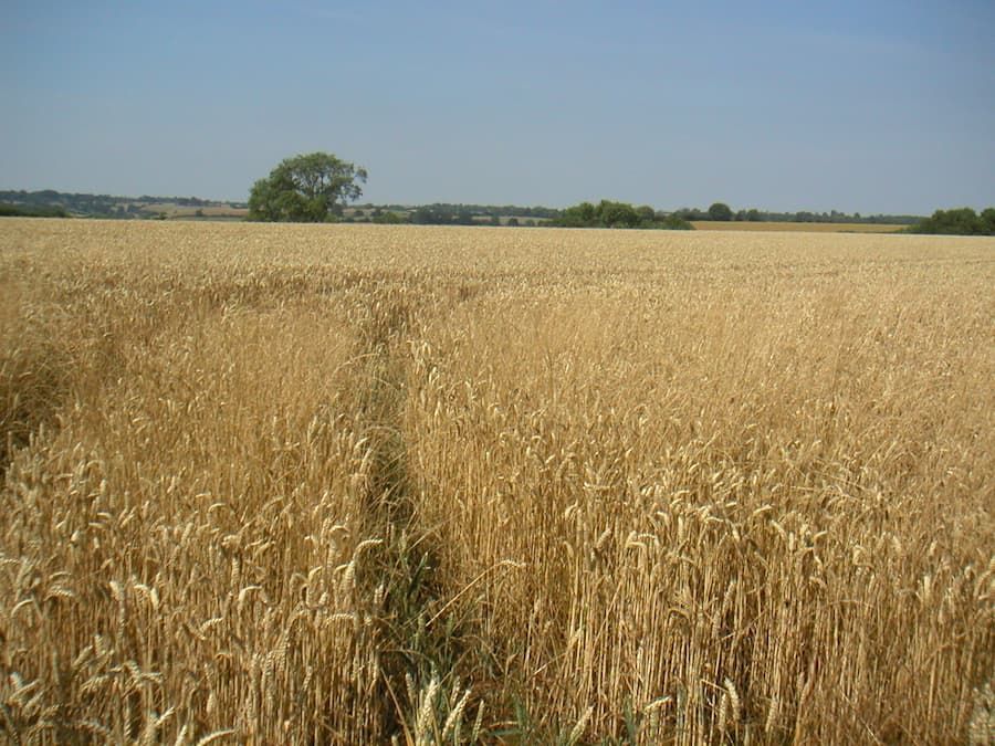 champ de blé