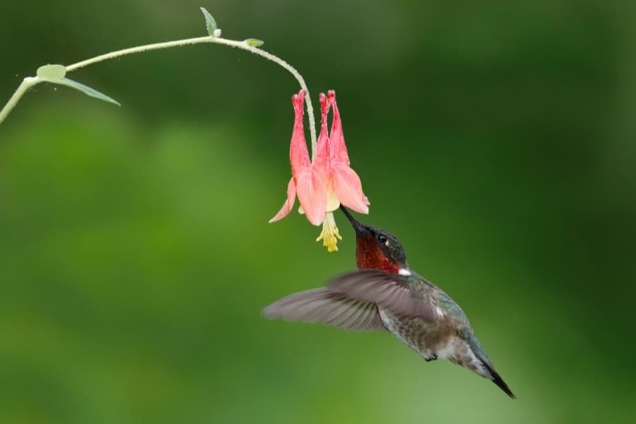 Hummingbird at a columbine