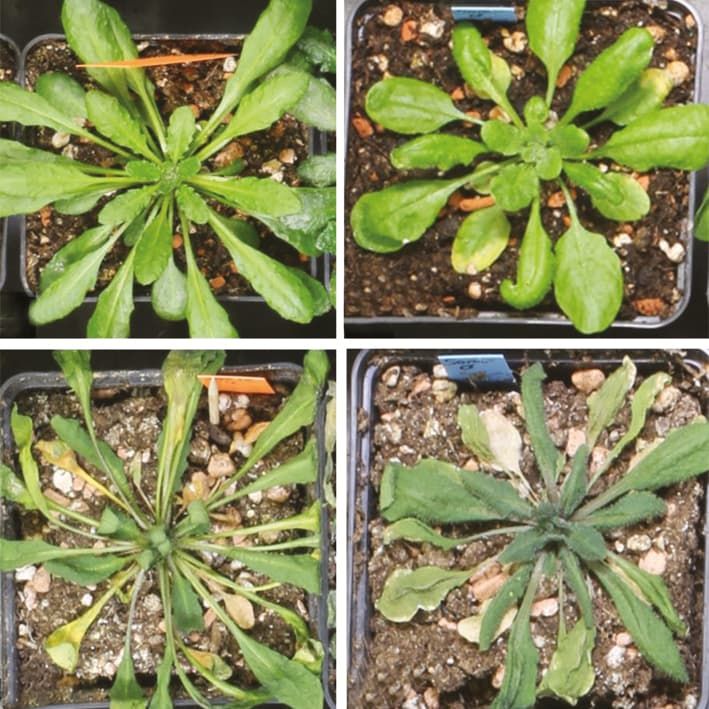 Gestresste Arabidopsis