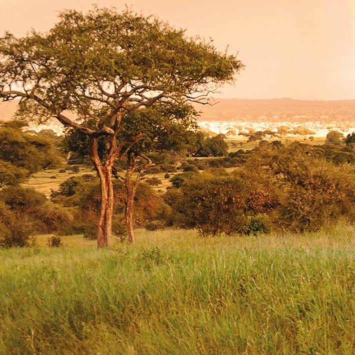 Savana