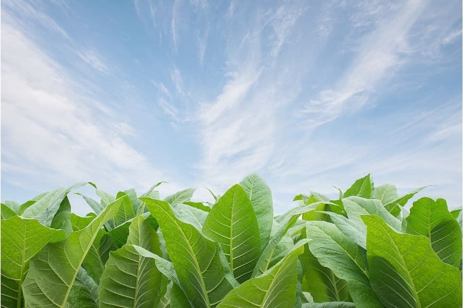 El complejo del factor de transcripción NF-Y regula las defensas de las plantas