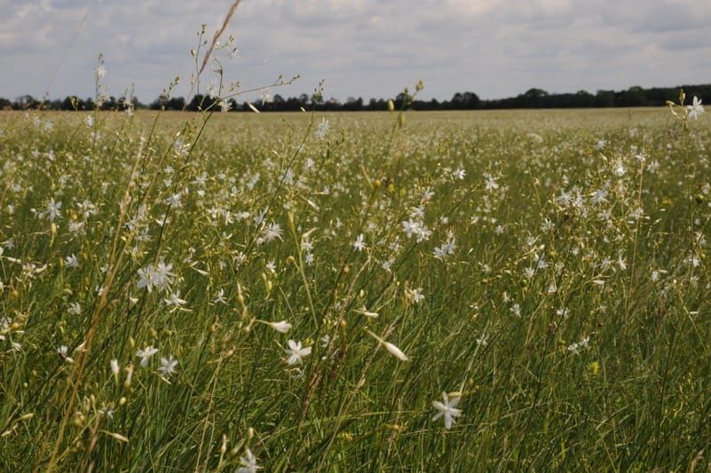 La dormance et la présence d'endosperme influencent la longévité des graines des plantes des prairies calcaires d'Europe centrale