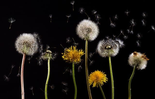 Écrivez pour nous - rejoignez notre liste de diffusion 'Botany Writers'