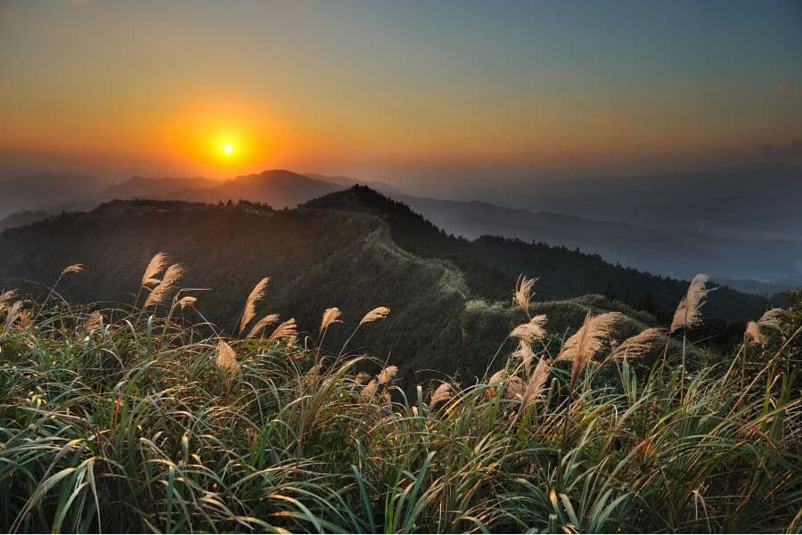 Miscanthe en Chine