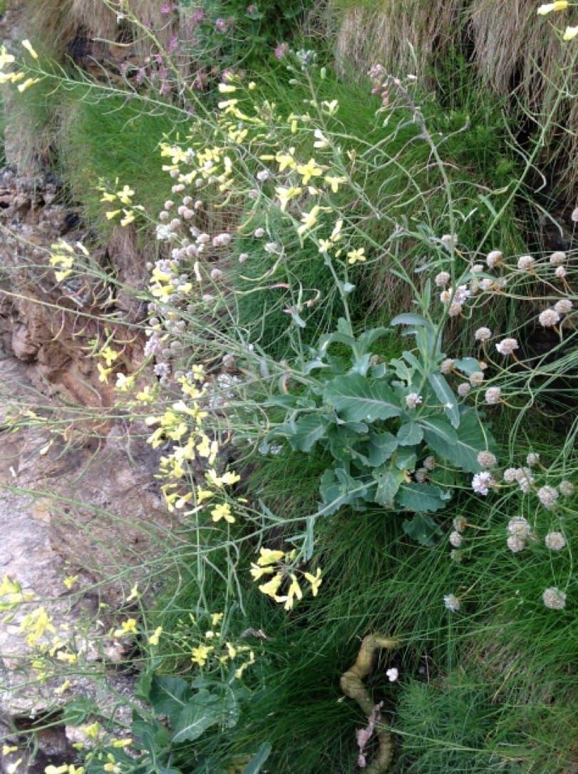 A domesticação influencia as respostas morfológicas e fisiológicas à salinidade em mudas de Brassica oleracea
