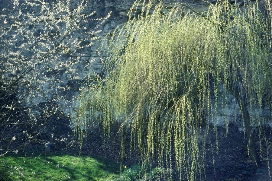 Saule pleureur