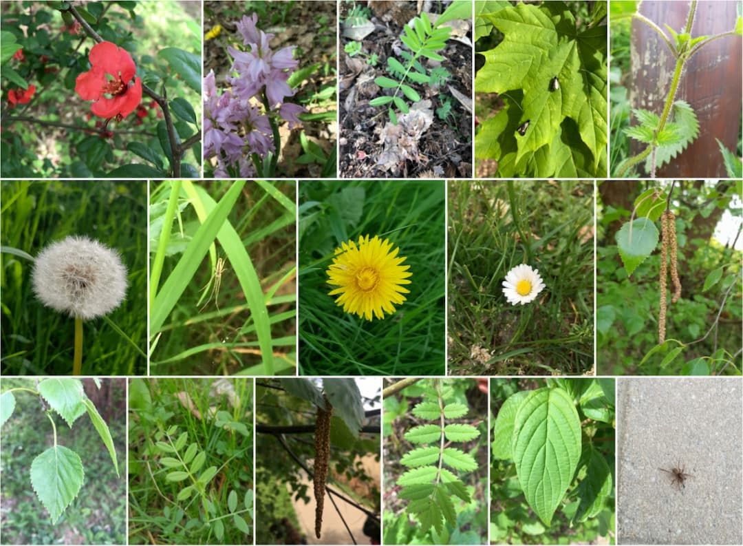 Un mosaico de plantas.