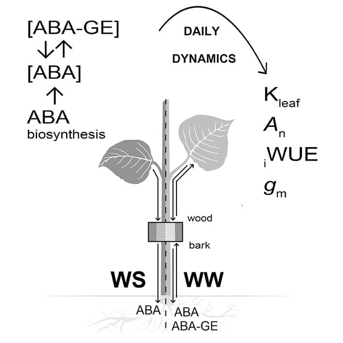 Effets de la dynamique de l'ABA sur l'acclimatation du peuplier à la sécheresse