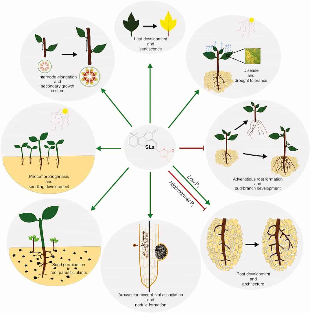 Strigolactones interact with other plant hormones in many situations