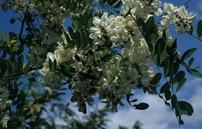 Drivers of the relative richness of naturalized and invasive plant species on Earth