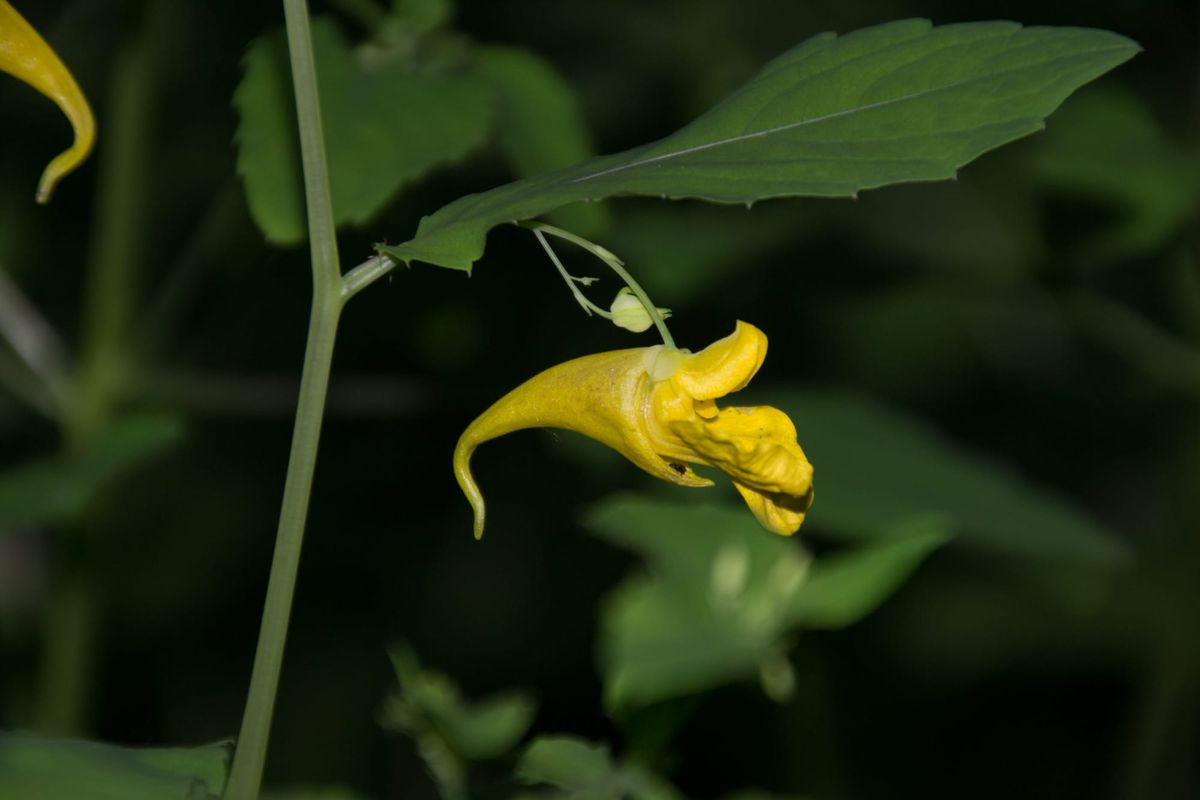 Padrões de produção de óvulos e sementes em relação ao tamanho da flor e simetria floral
