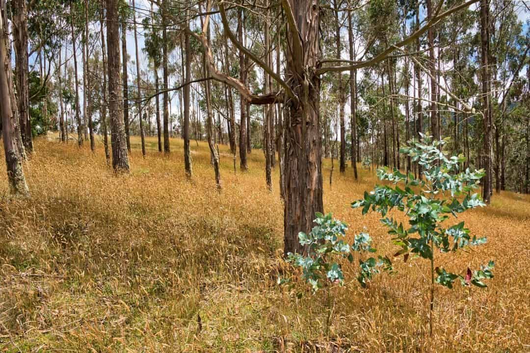 Plantas lenhosas trabalham com micróbios para moldar o solo em que vivem