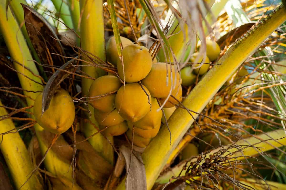 A diversity of lipid composition in the seeds and fruits of the palm family
