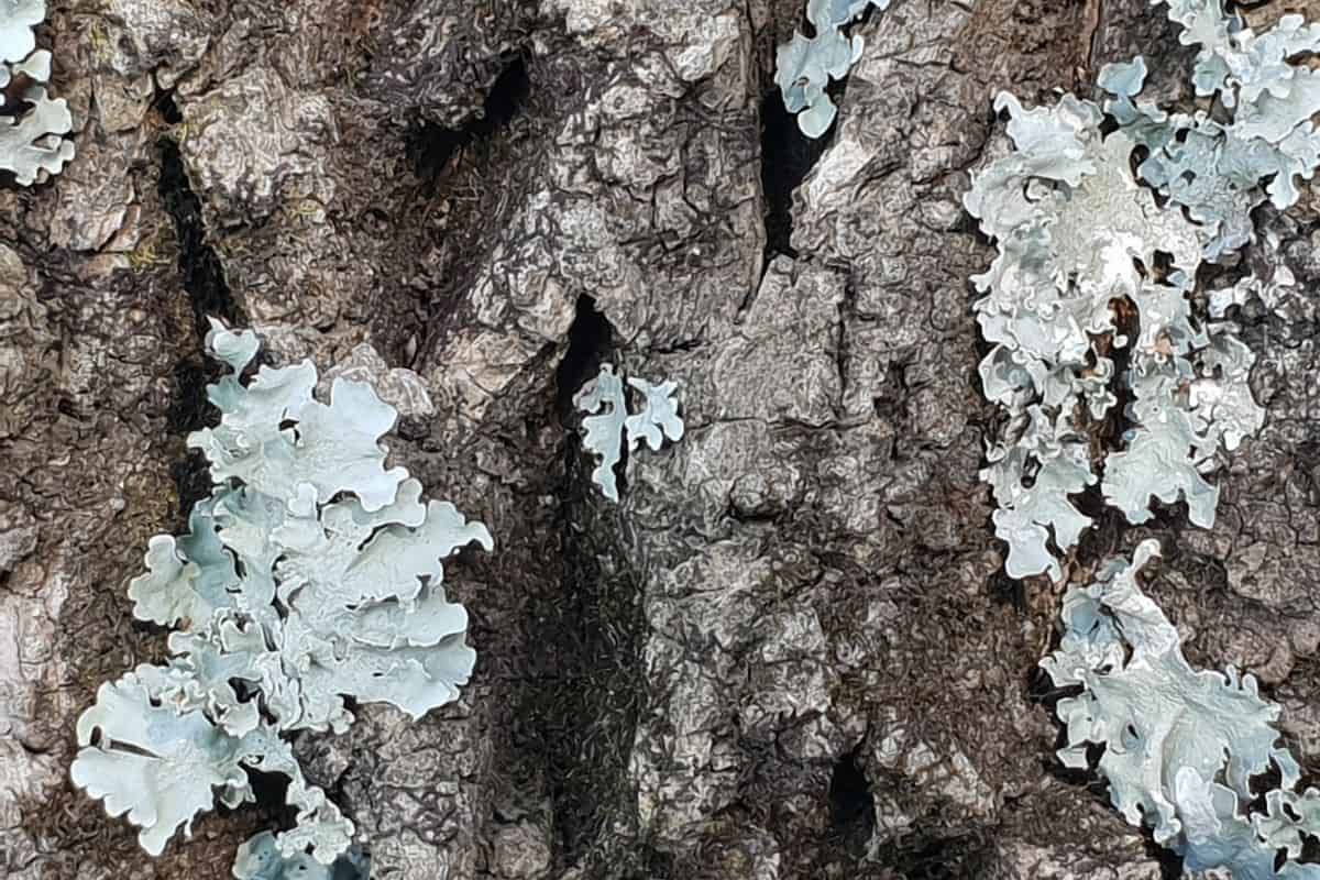 Les algues lichen remodèlent leurs parois cellulaires en réponse au dessèchement