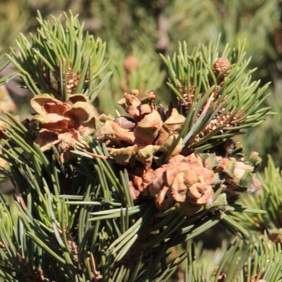 Kompromisse bei der Ressourcenallokation in einem mastaussäenden Nadelbaum