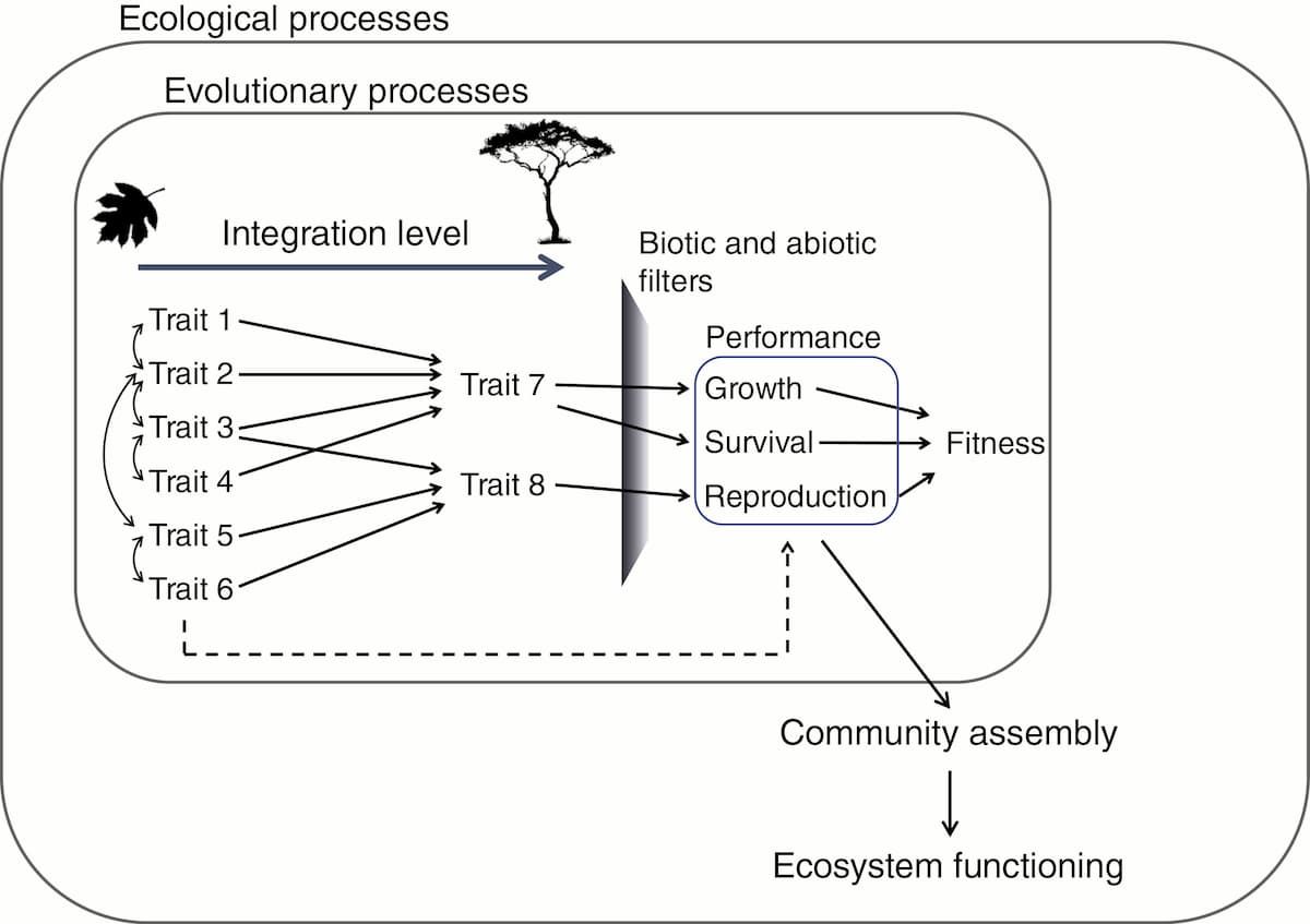 Considere diseños alternativos y nivel de integración de rasgos para un mejor análisis del ecosistema