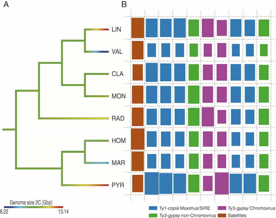 Repetitive DNA steht nicht hinter der Variation der Genomgröße in Anacyclus
