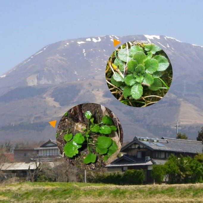 Arabidopsis halleri : un système modèle pour étudier la différenciation des populations et l'adaptation locale
