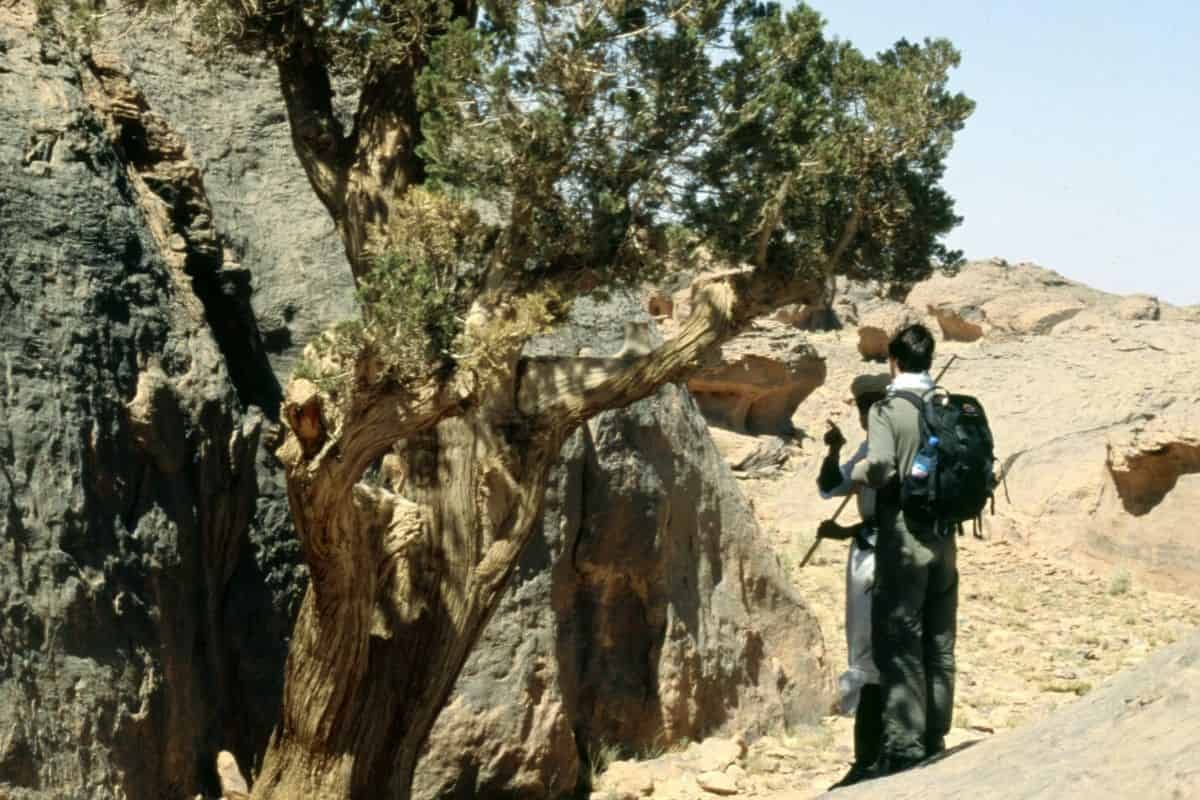 ¿Último stand del ciprés del Sahara?