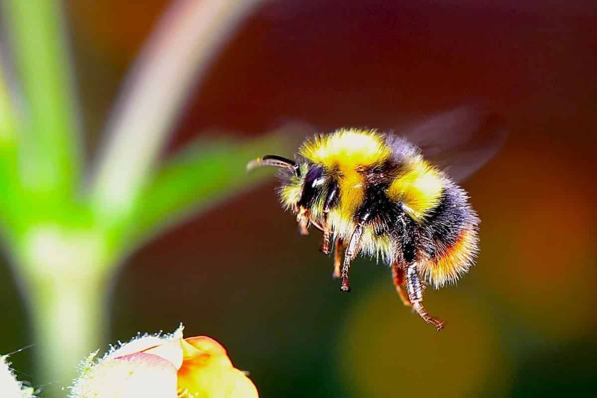 Abelhas muito menos eficazes do que polinizadores nativos para Lepechinia floribunda