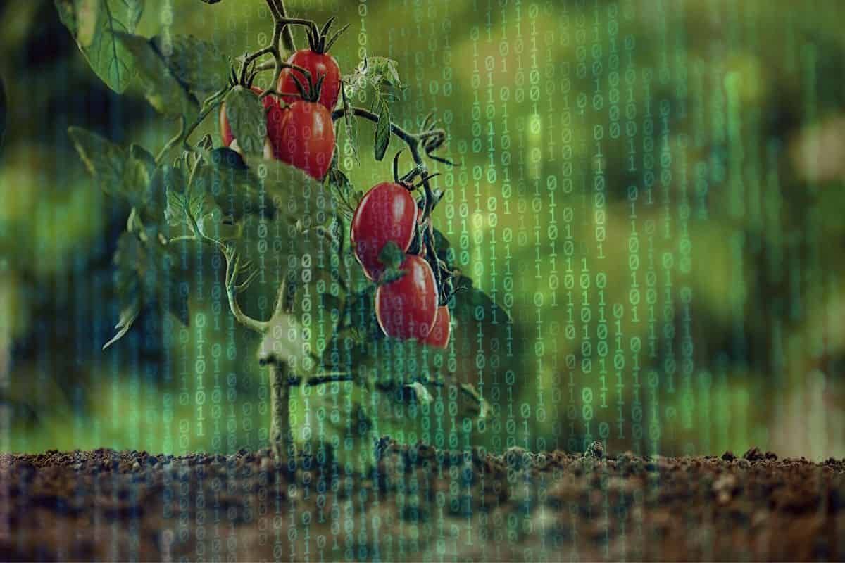 Wie wichtig ist der Blattrealismus in der funktional-strukturellen Pflanzenmodellierung?