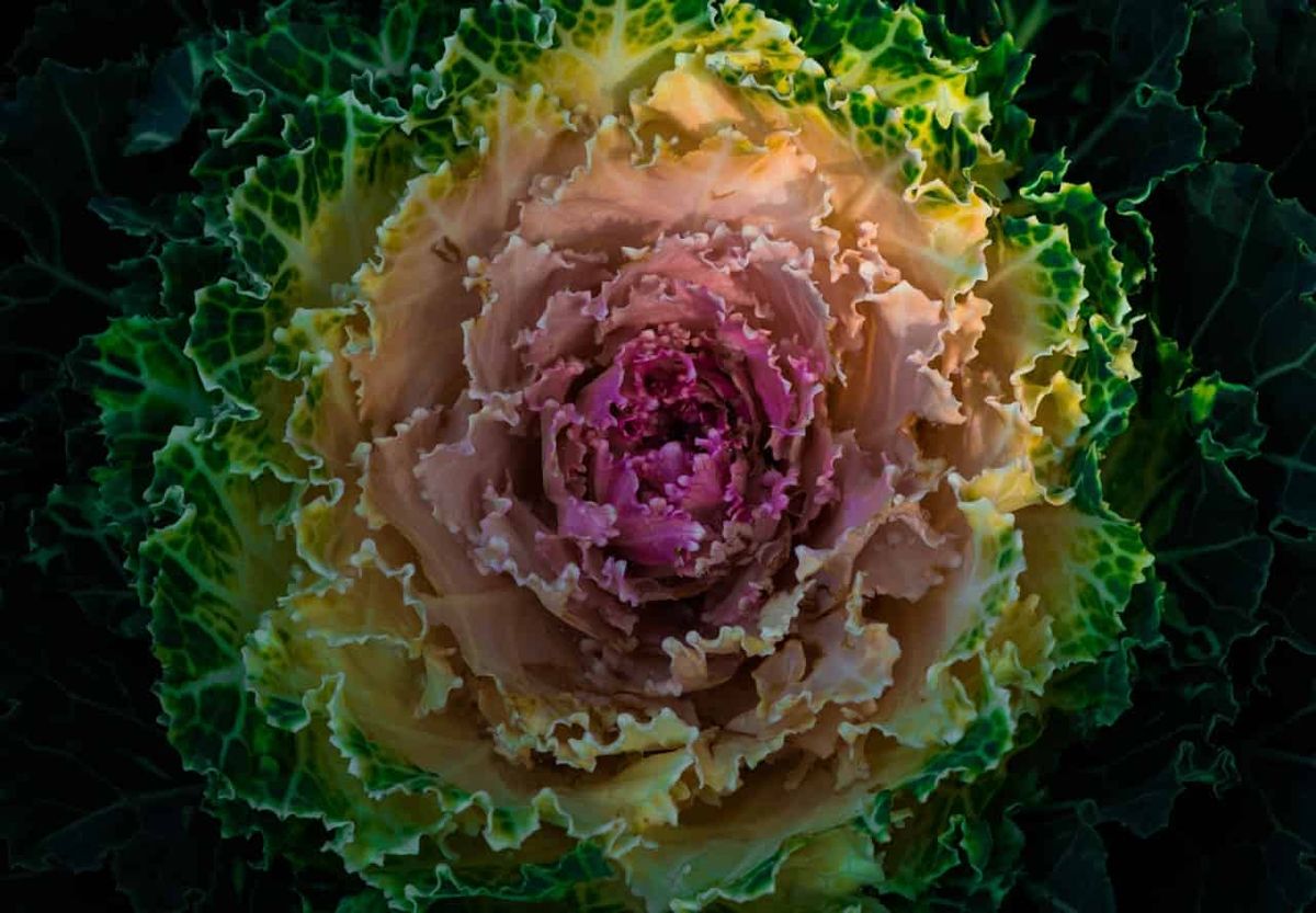 Schémas temporels de diversification des Brassicacées