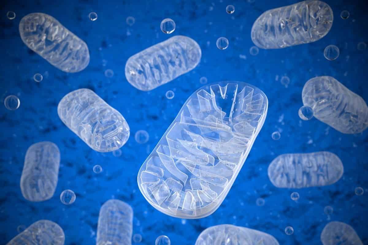 Mitochondries et signalisation du stress