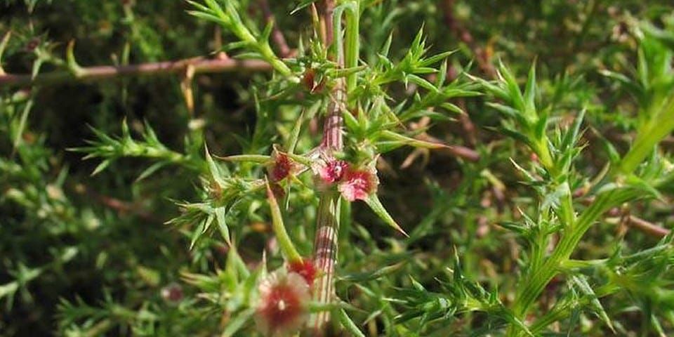 Évolution de la vigueur accrue associée à l'allopolyploïdisation chez une espèce envahissante nouvellement formée