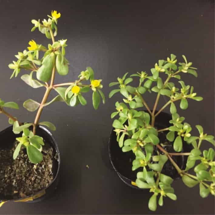 Dimorphisme des fleurs cléistogames chez Portulaca oleracea