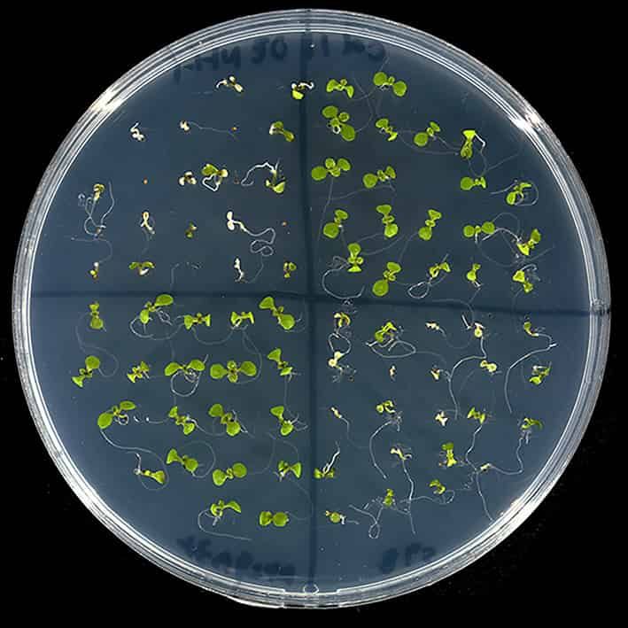 La sous-famille de gènes SAUR41 est impliquée dans l'expansion cellulaire et la tolérance au sel