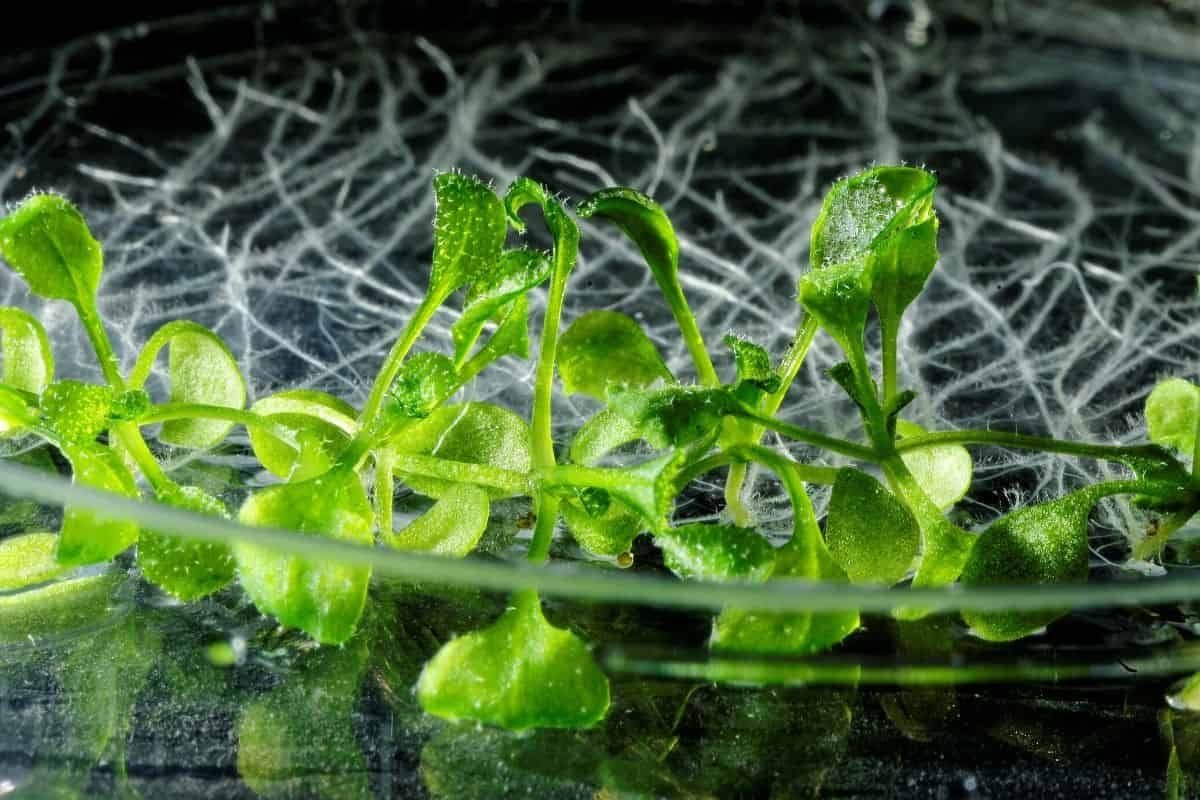 Ein Schlüsselprotein könnte dabei helfen, die Keimung von Arabidopsis-Samen auszulösen