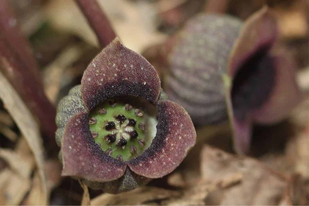 Wie entsteht Blütenvielfalt? Einblicke aus Asarum
