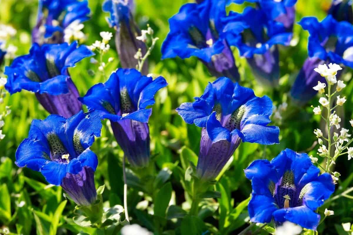 What creates Gentiana diversity in mountains?