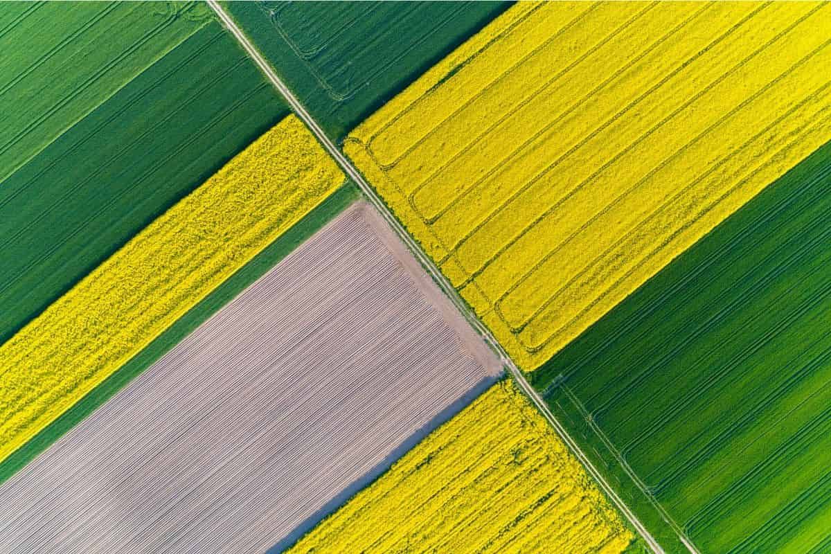 Champs de jaune : obtenir le bon équilibre nutritif dans le colza