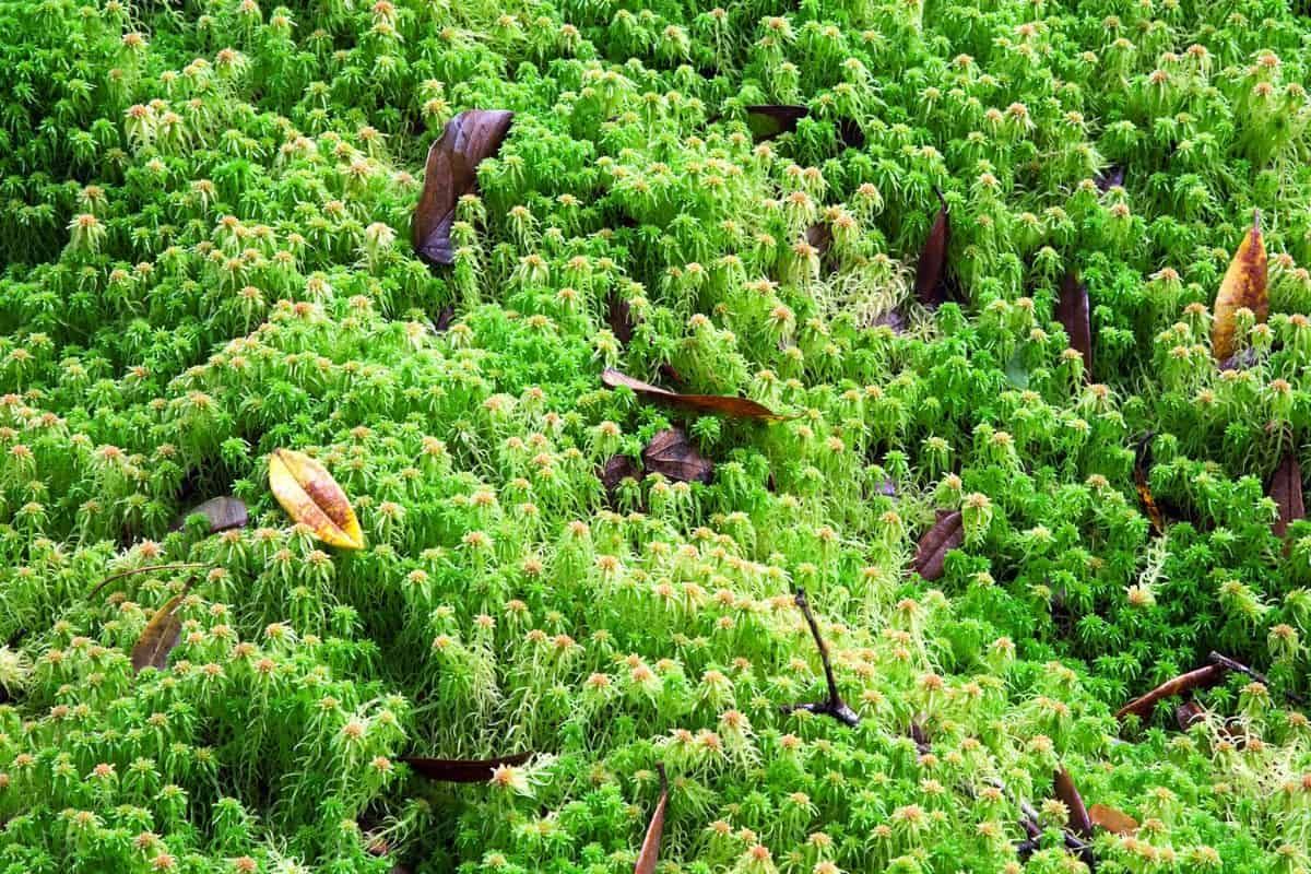 Reaktionen der Wasserwirtschaft auf den Rückgang des Wasserspiegels in Sphagnum-Moosen
