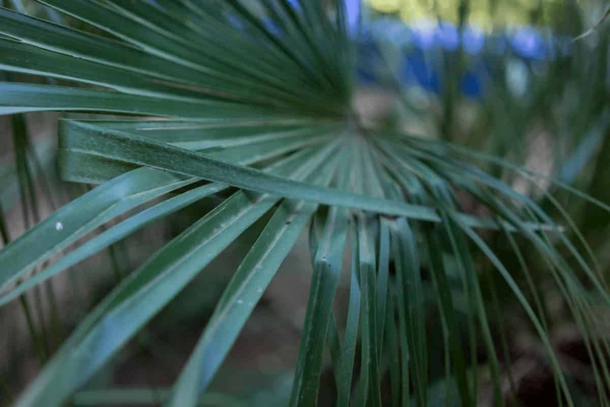 Les changements dans la respiration d'une plante ne correspondent pas toujours à des changements dans son anatomie