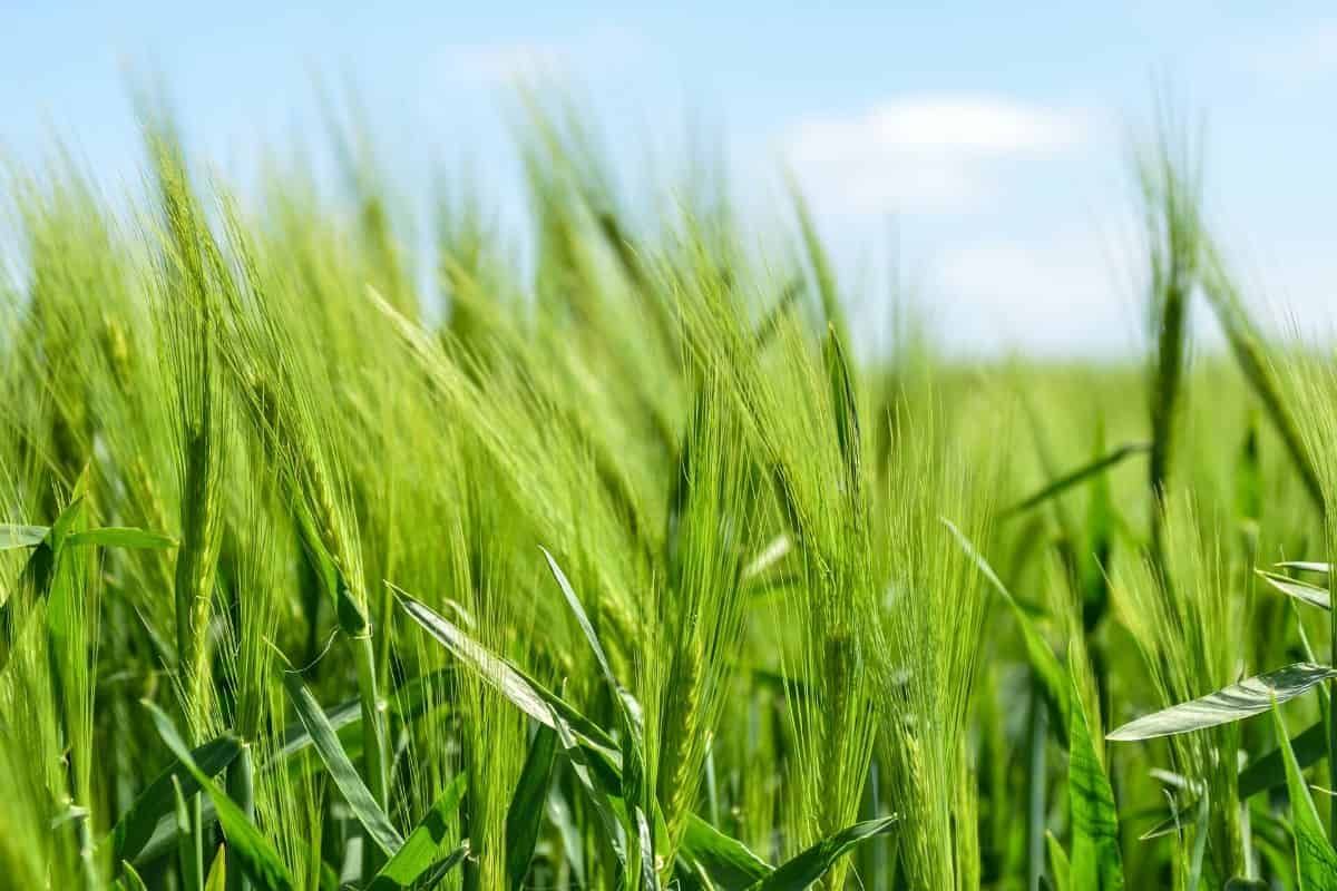 Travail partagé par la cuticule de l'orge