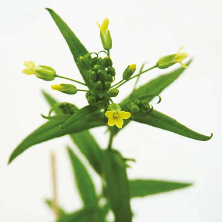 Hibridación interespecífica entre Camelina sativa y C. microcarpa