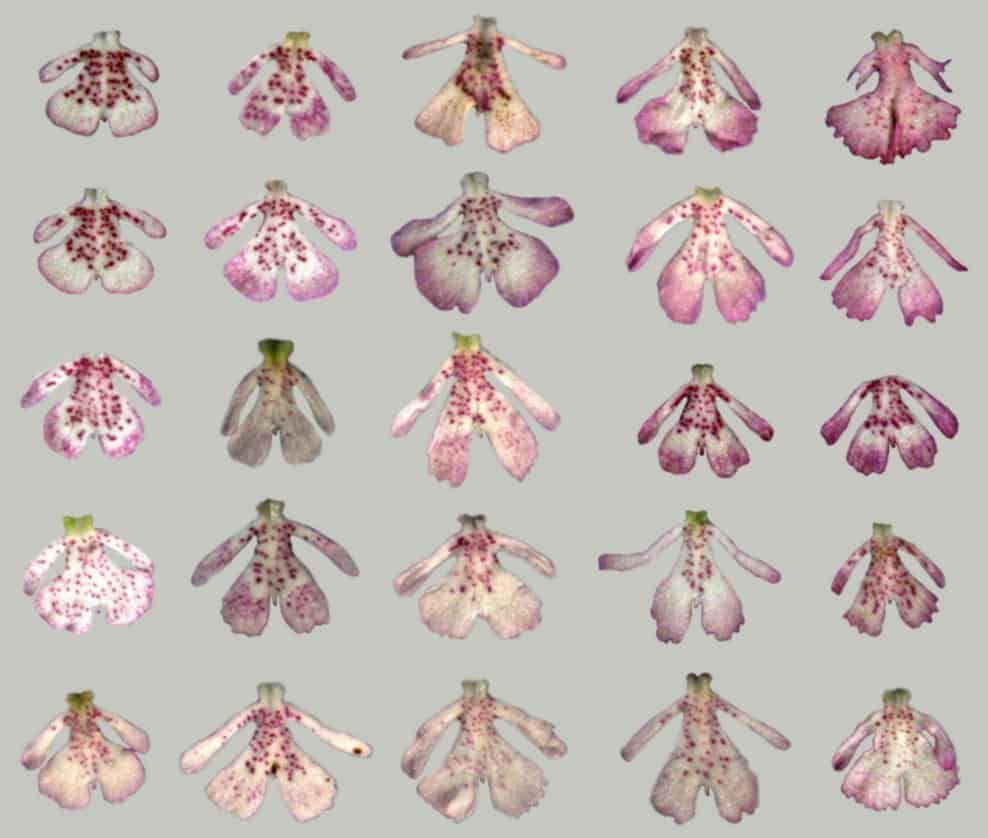 Tricky flowers: how floral variation in a food-deceptive orchid is maintained over generations