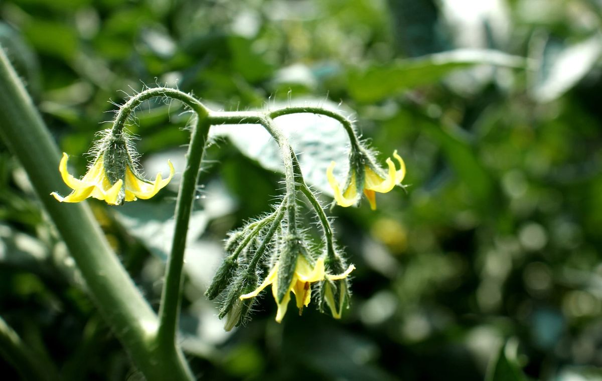Divergencia poblacional impulsada por el clima y riesgo de extinción futura en tomate silvestre