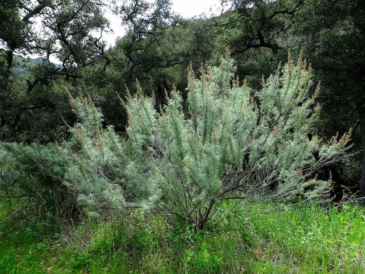 Is age just a number if you’re a plant? How plant responses to the environment change with age