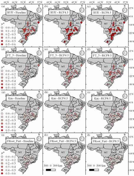 Identificadas las características clave del eucalipto para un alto rendimiento bajo el cambio climático